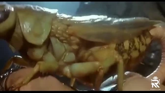 Insect Union thumbnail